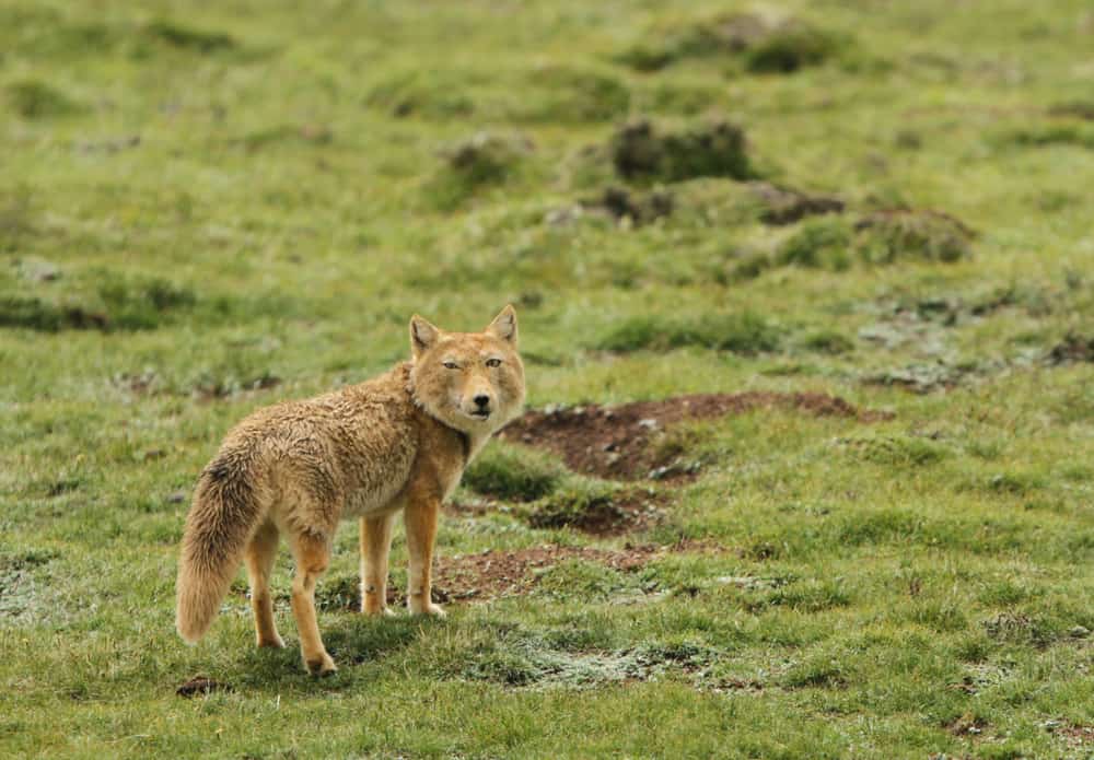 This is a Tibetan Sand Fox wandering at a highland grass field.