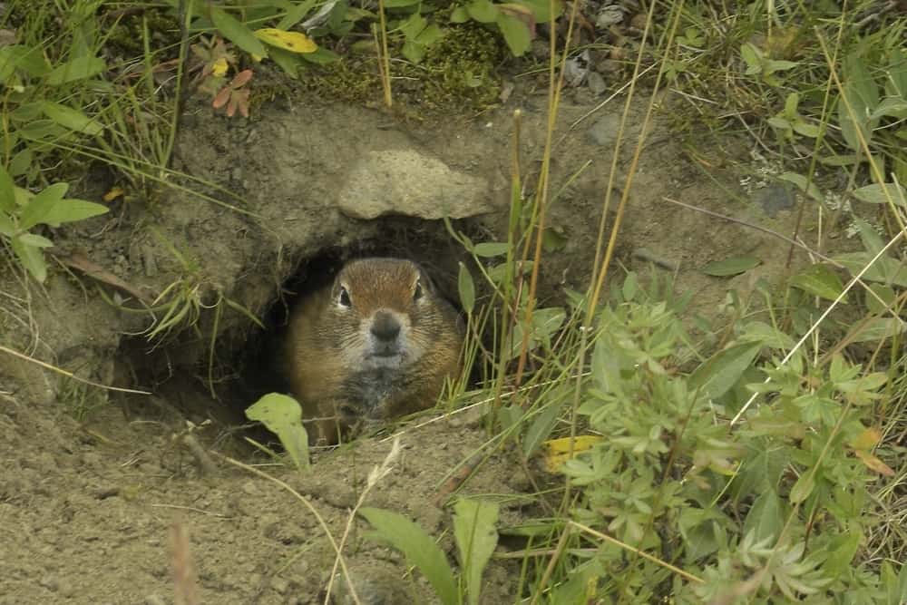 This is a ground squirrel guarding its burrow.