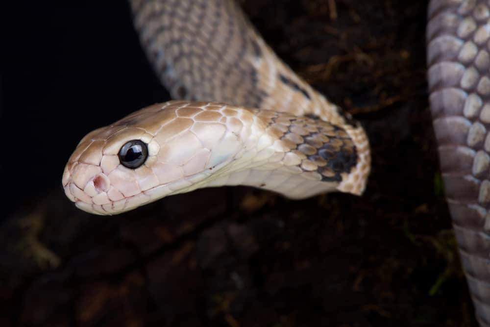 This is a close look at a Taiwan cobra.