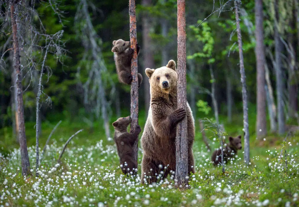 Bears in forest