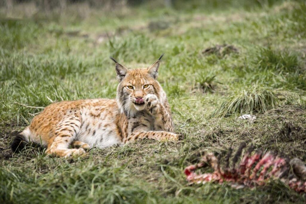 Bobcat who just finished eating its prey lies on the grass.