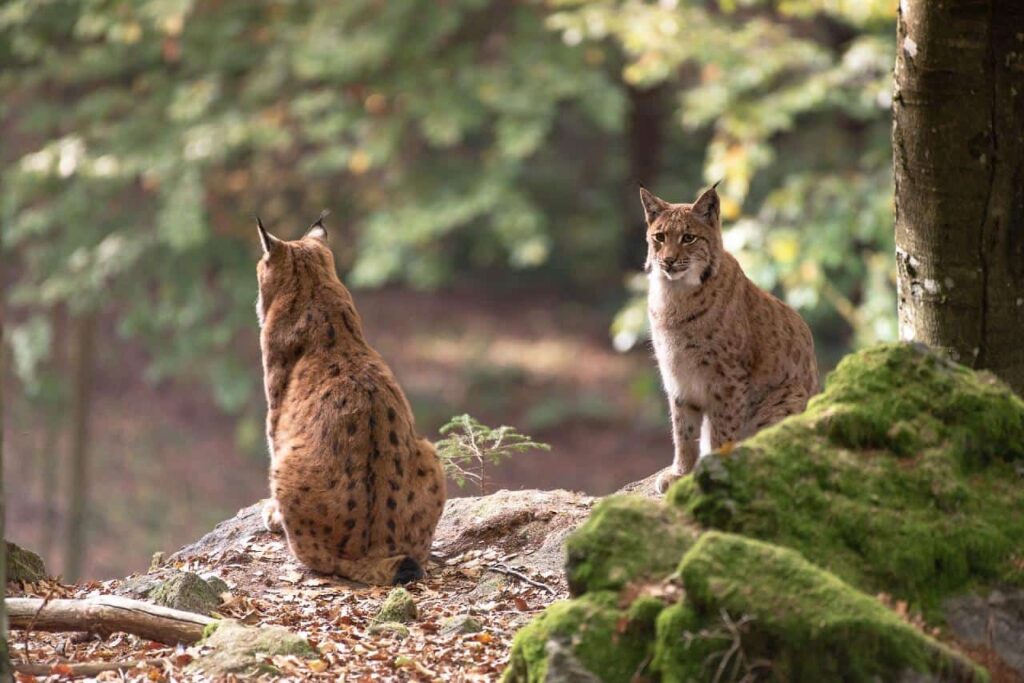 Two bobcats sitting on the rocky side of the forest.