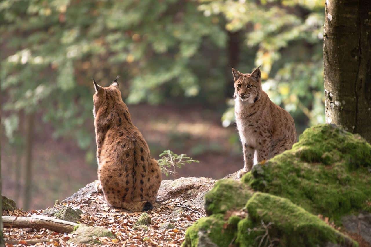 Fox vs. Bobcat - NatureNibble