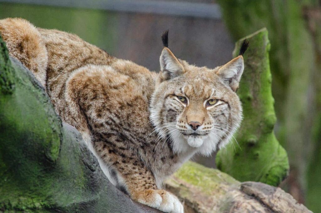 Bobcat lying on a branch of tree covered in green molds.