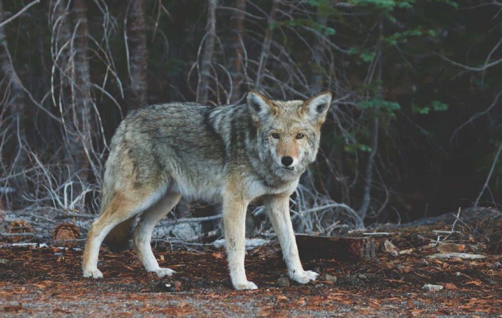 A coyote wandering in the forest.