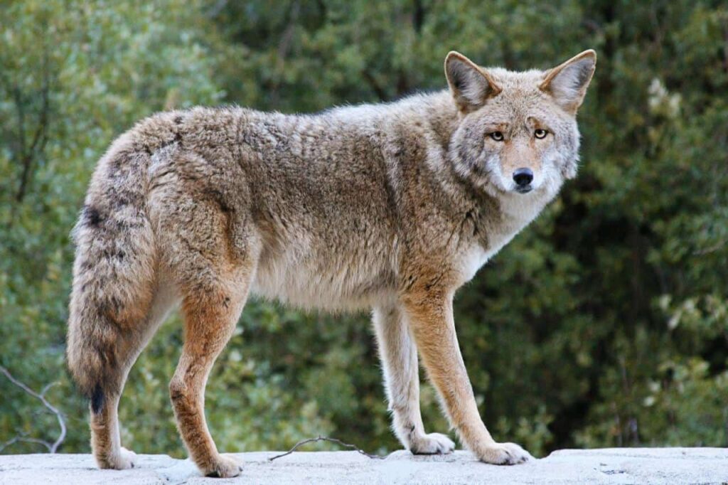 A close look at a coyote showcasing its features.