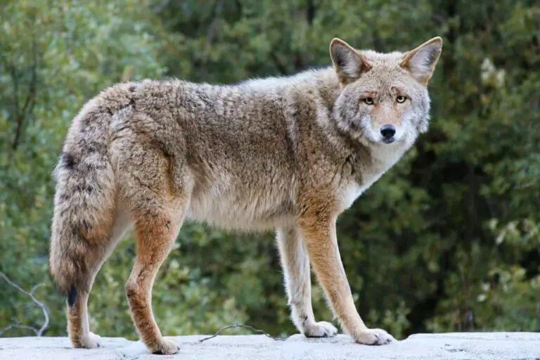 What Do Coyotes Look Like? How Big? Weight? - NatureNibble