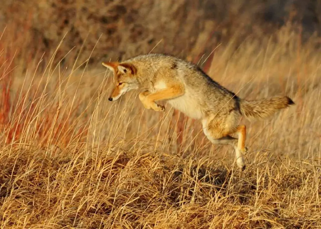 A coyote jumping in the field.