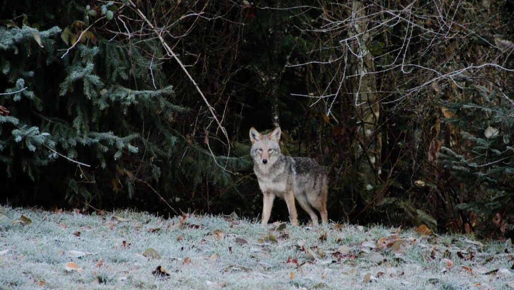 A coyote found in the middle of the forest.