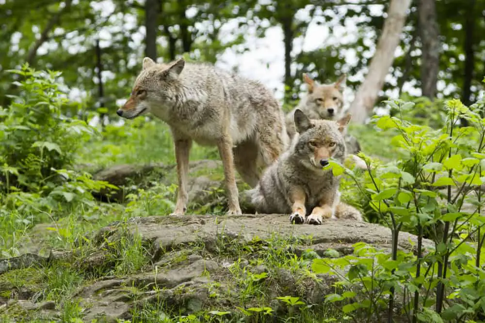 A pack of coyote sitting on rocks.