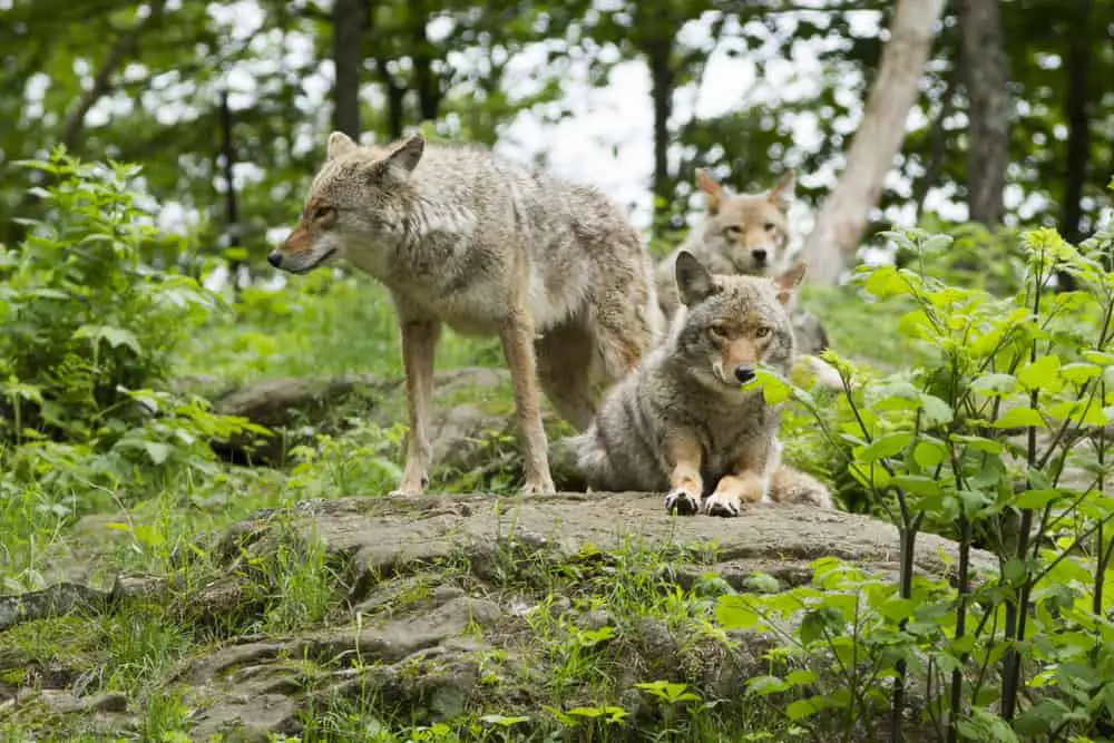 Coyote Packs: How Big? How Do They Function Together? - NatureNibble