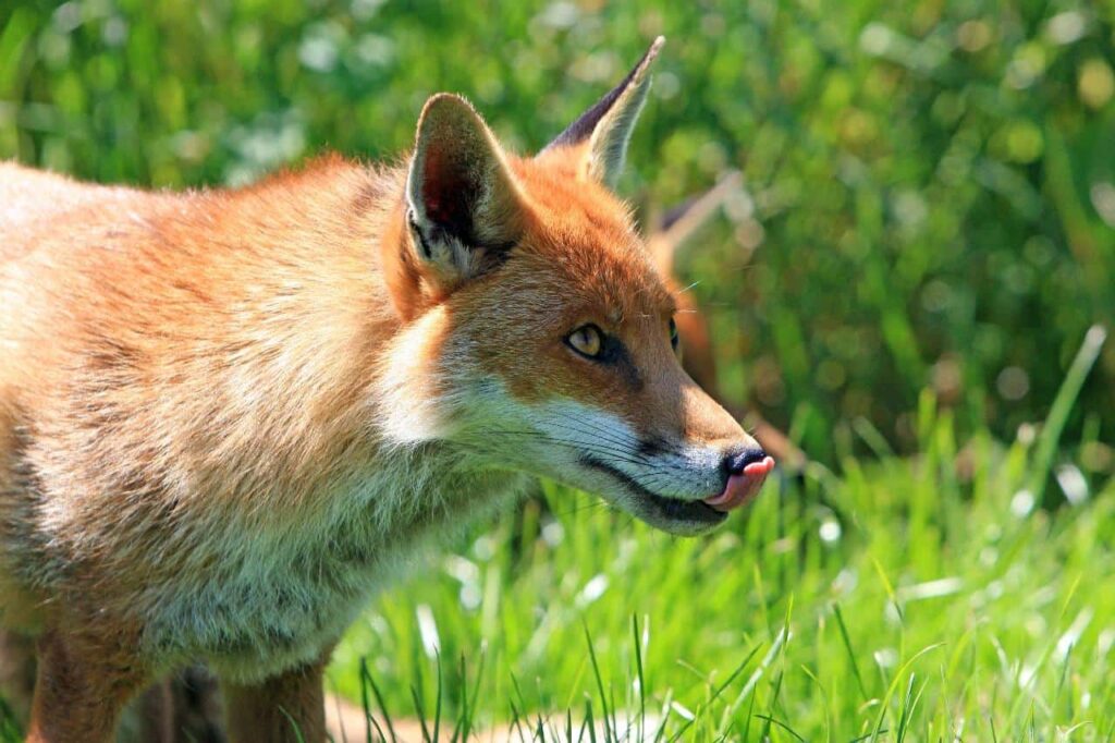 A delighted fox wandering the grassland.