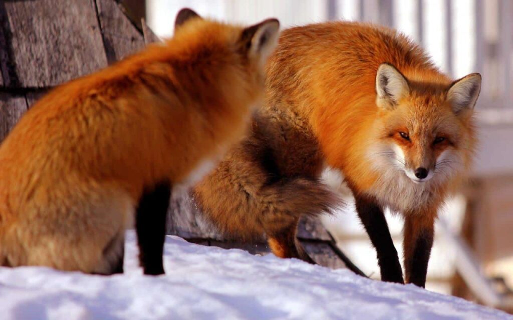 Two red foxes standing on the snow.