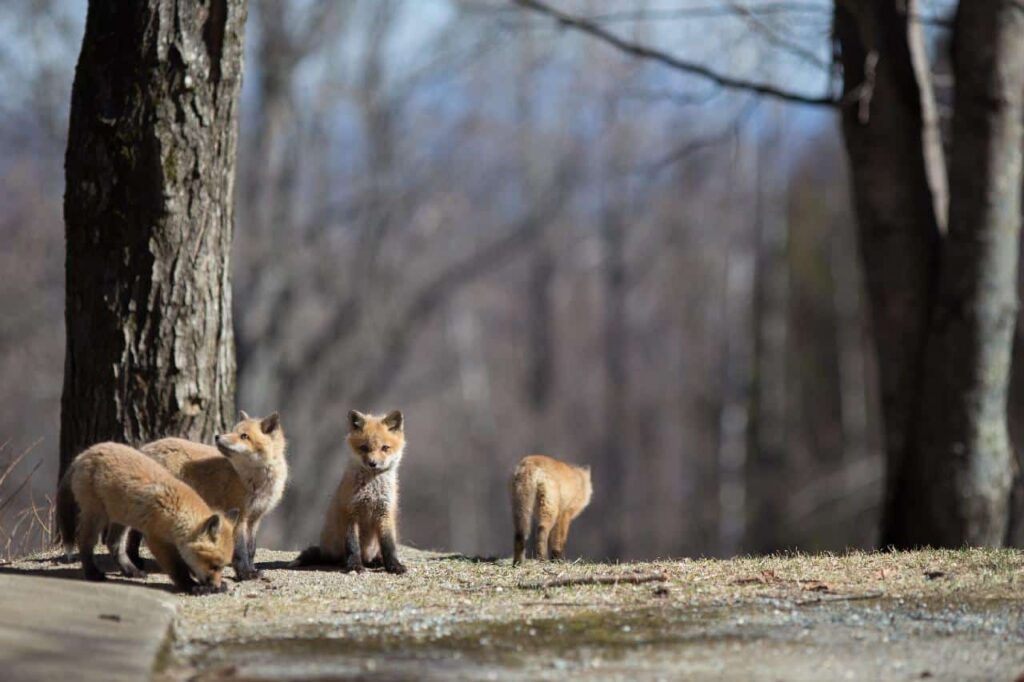 Fox kits wandering in the forest.