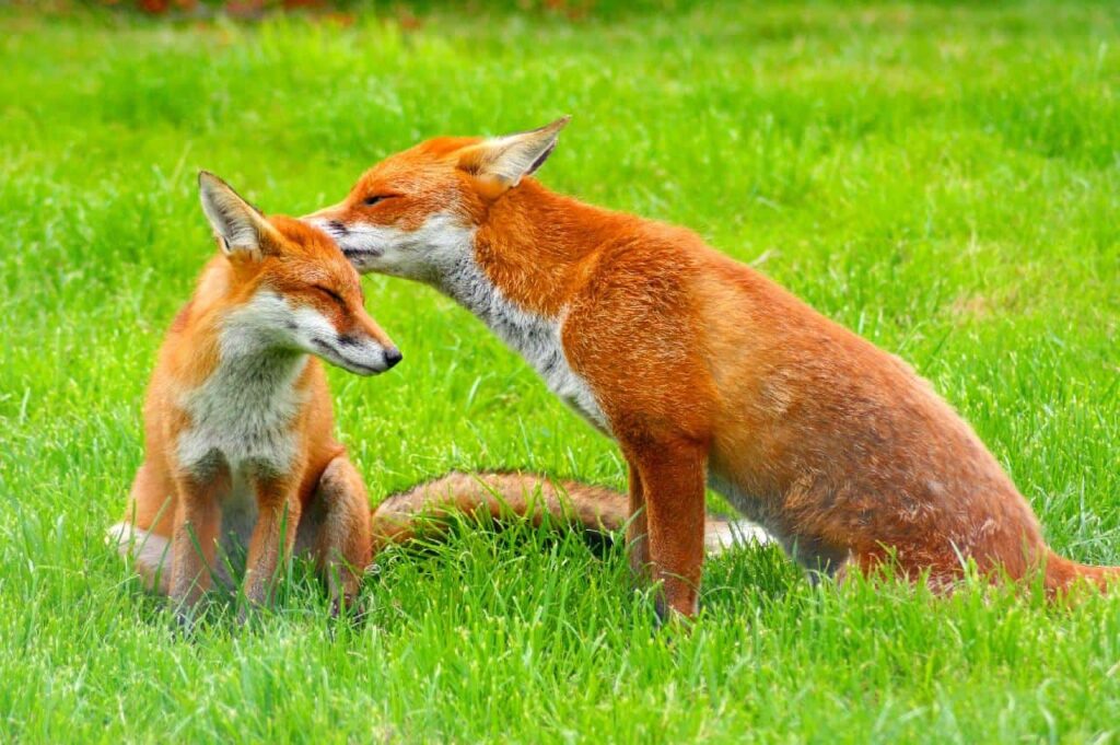 A couple of foxes sitting on a grassland.