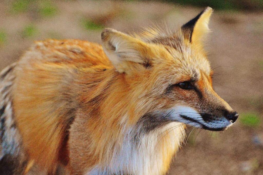 Close-up of red fox.