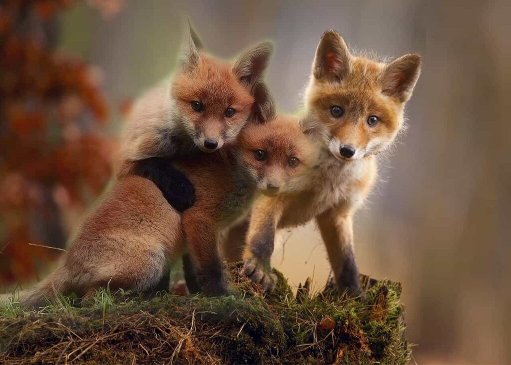 Three fox pups standing on a grassy field.