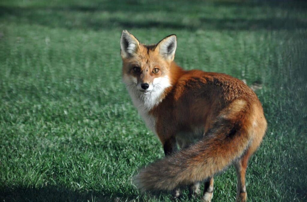 Red fox showing its bushy tail.