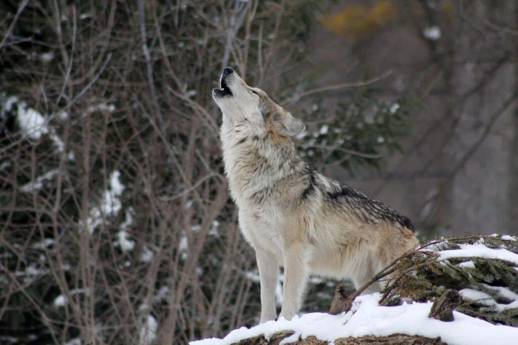 A howling coyote in the winter forest.