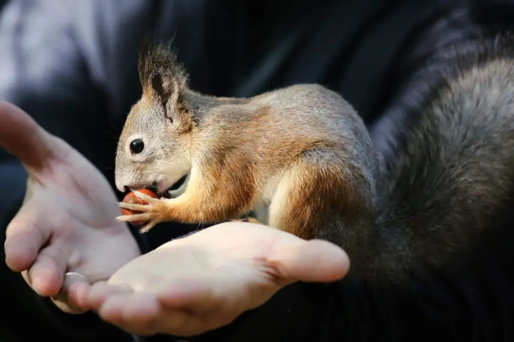An eating squirrel resting on the man's hands.