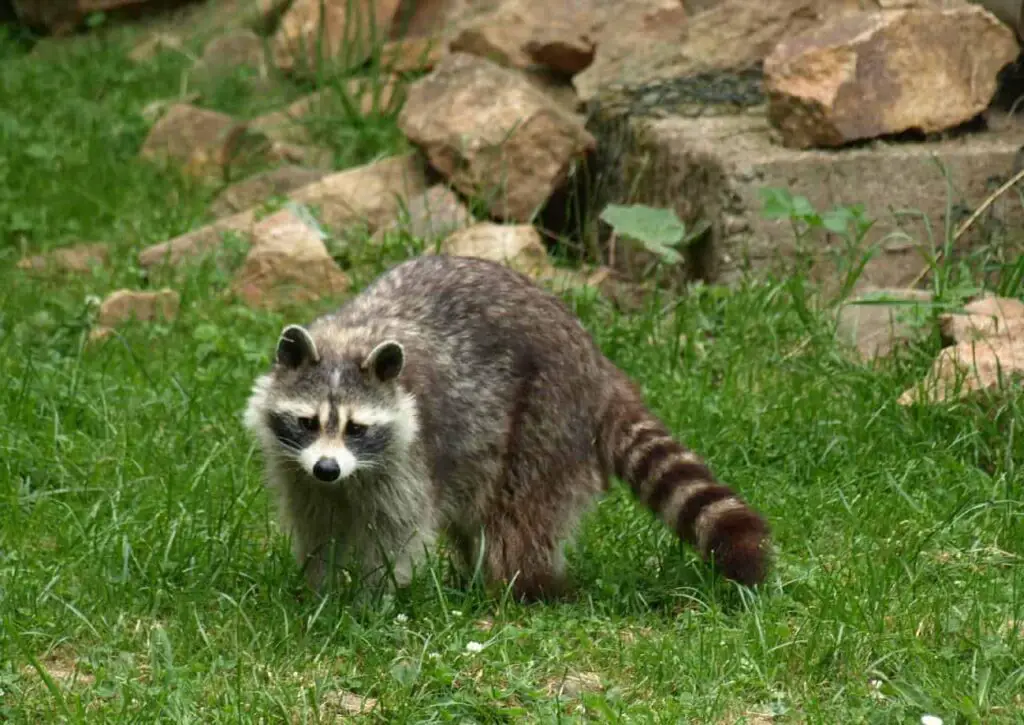 A raccoon standing on a grassland with rocks on the background.