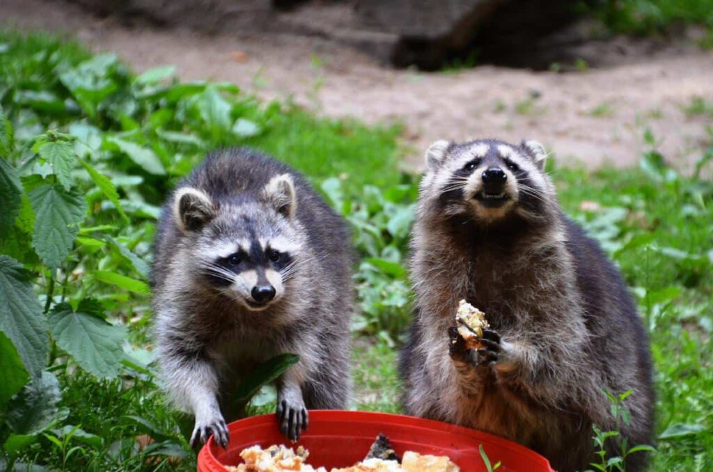 Two raccoons eating on red bowl.