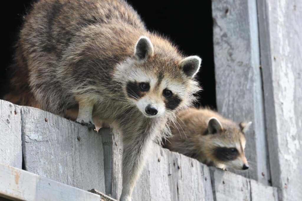 Mother raccoon with her cub on the treehouse.