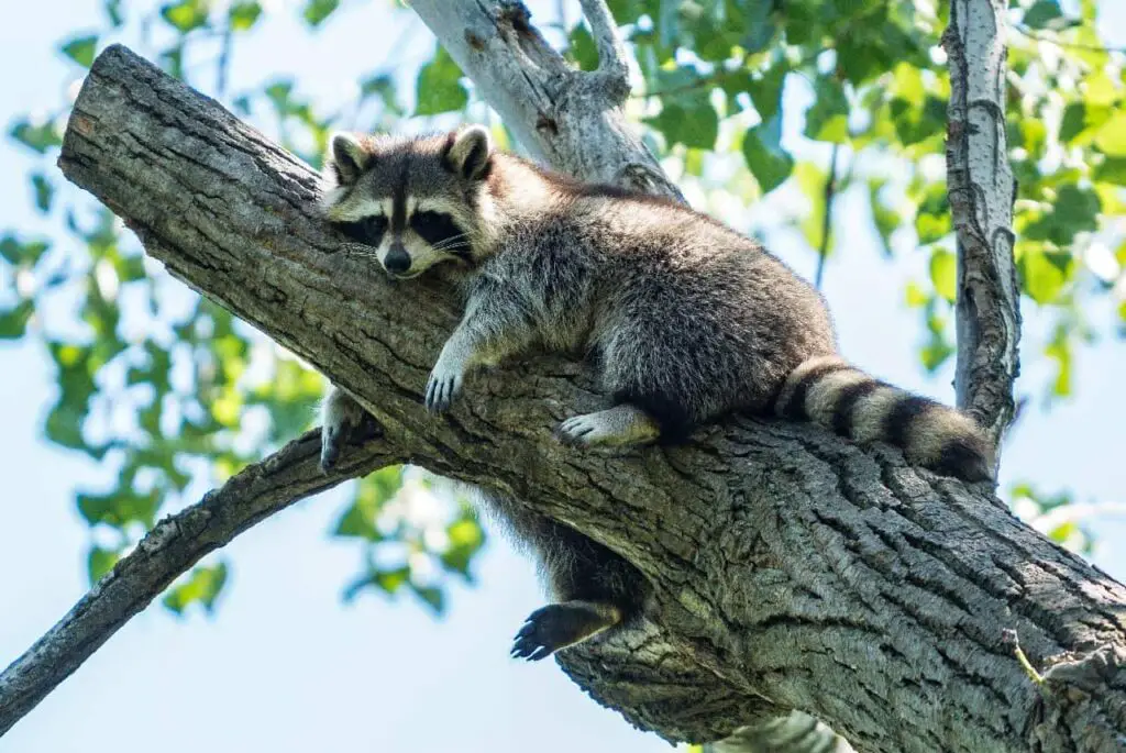 A raccoon hugging the tree.