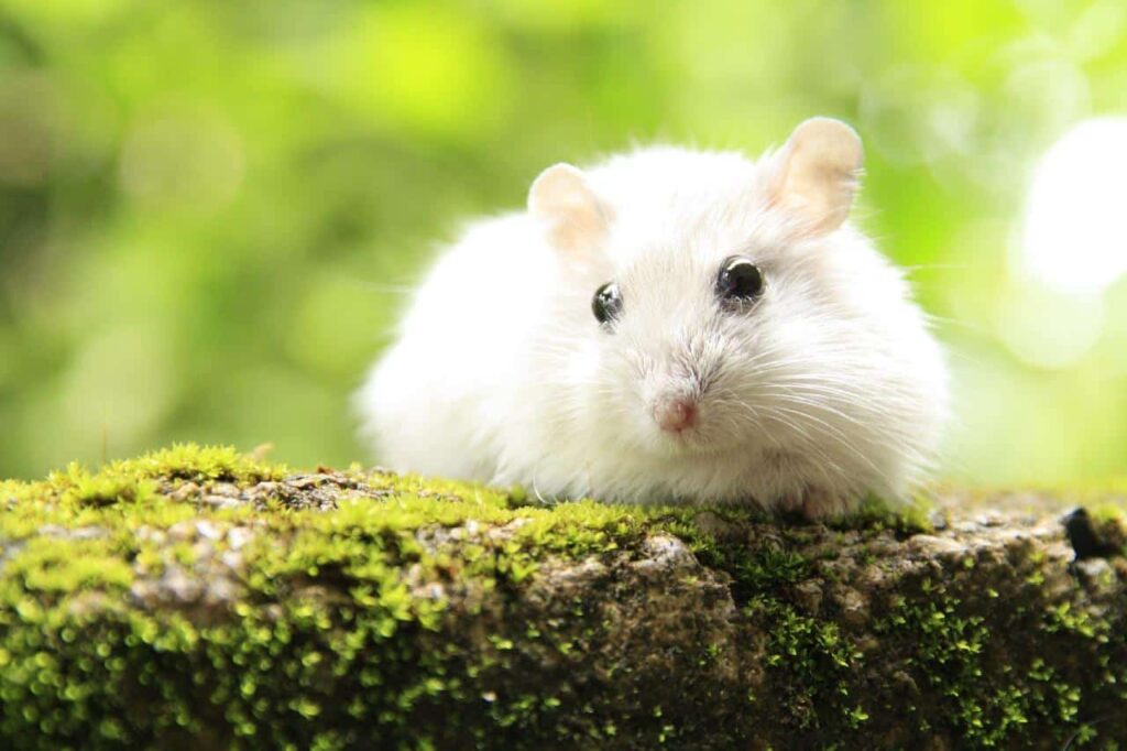 A white rat lying on a stone covered in green molds.