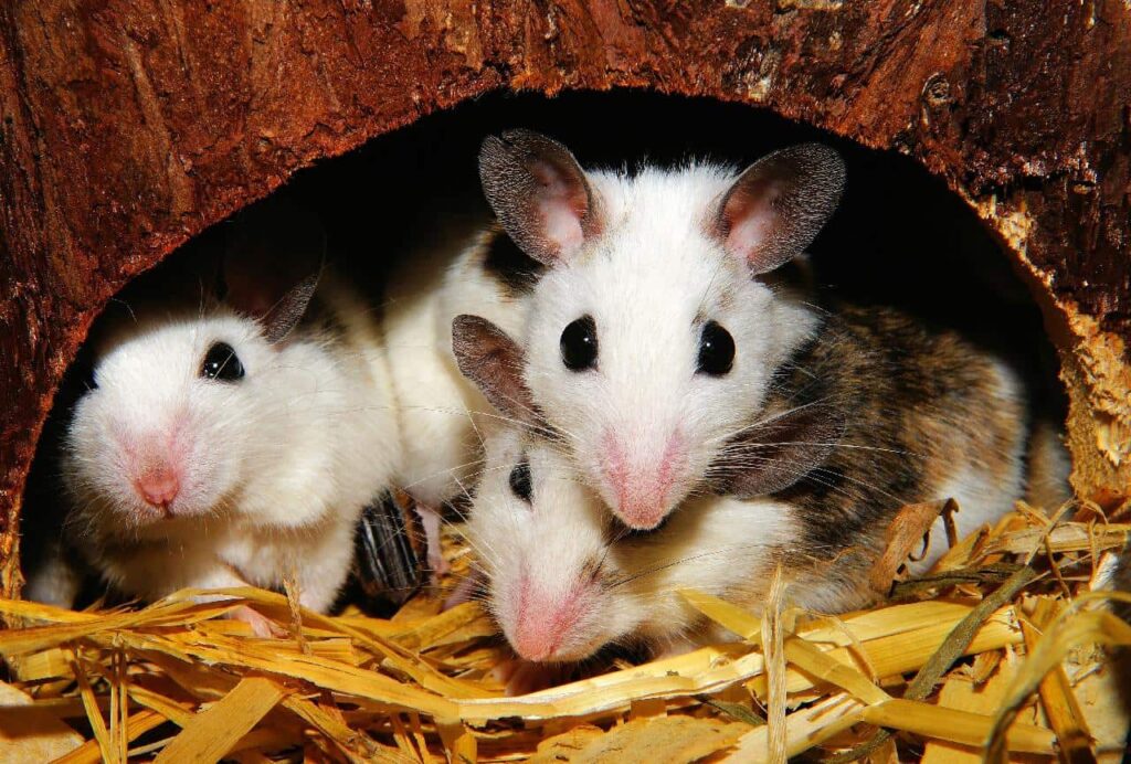 A family of rats hiding under the tree.