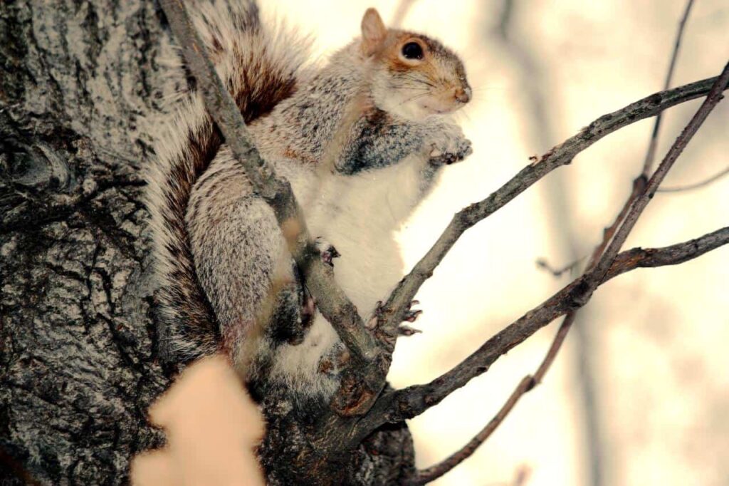 Squirrel on a tree holding a nut.