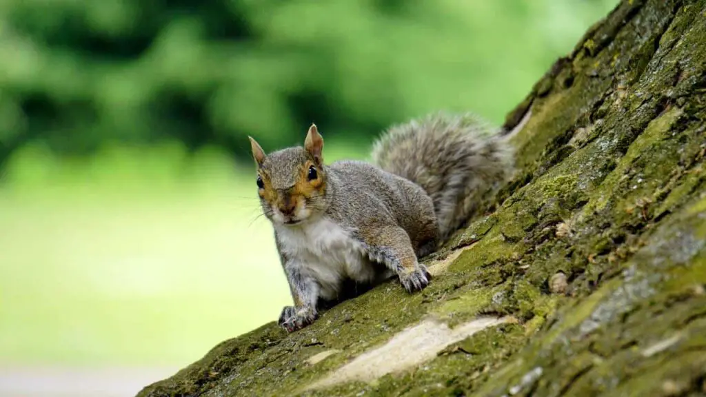 Squirrel sitting on a branch of tree.