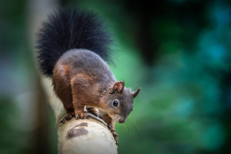 Squirrel vs Rat - NatureNibble