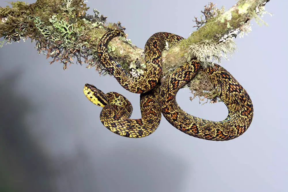 This is a Protobothrops- Pit Viper hanging from a tree branch.