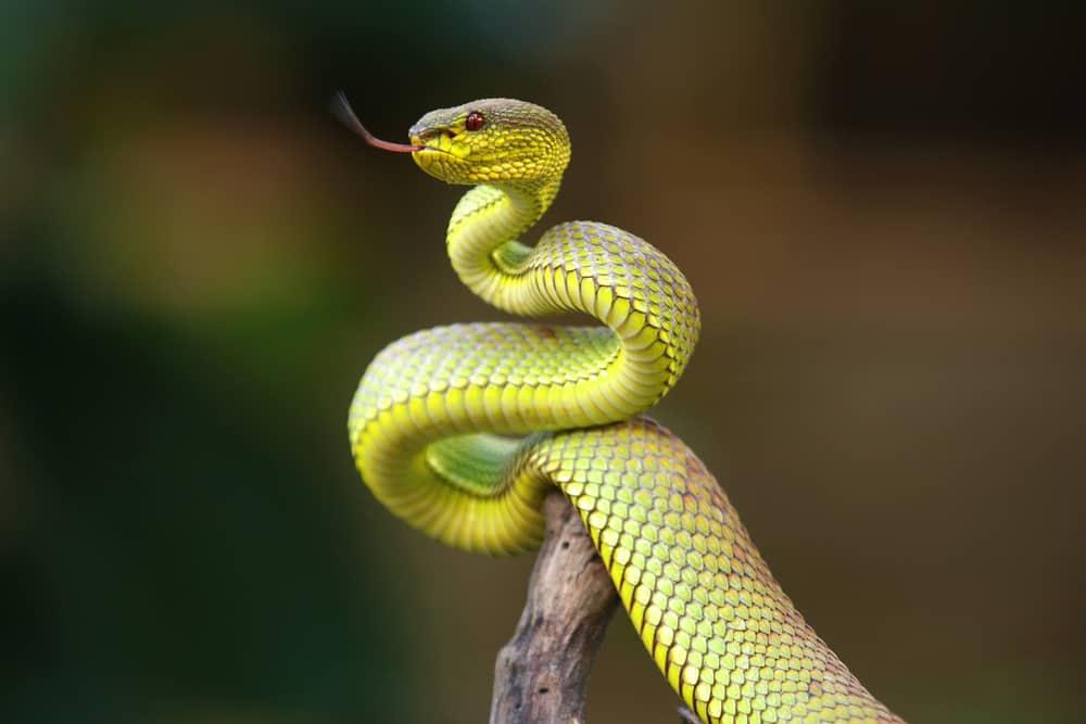 This is a Trimeresurus- Pit Viper on a branch.