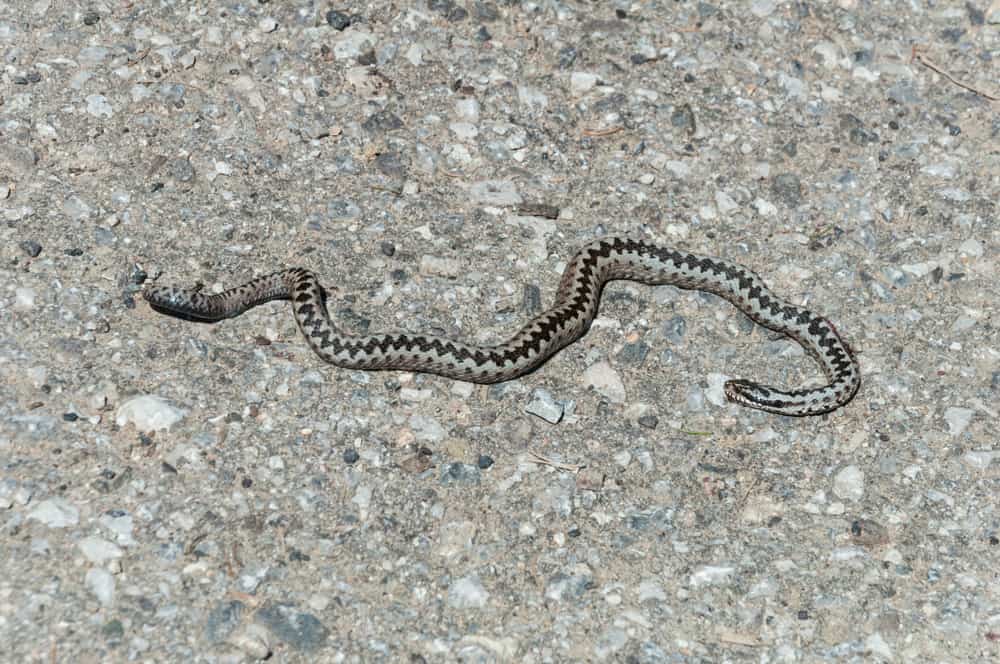 This is a gray Azemiopinae viper on asphalt.