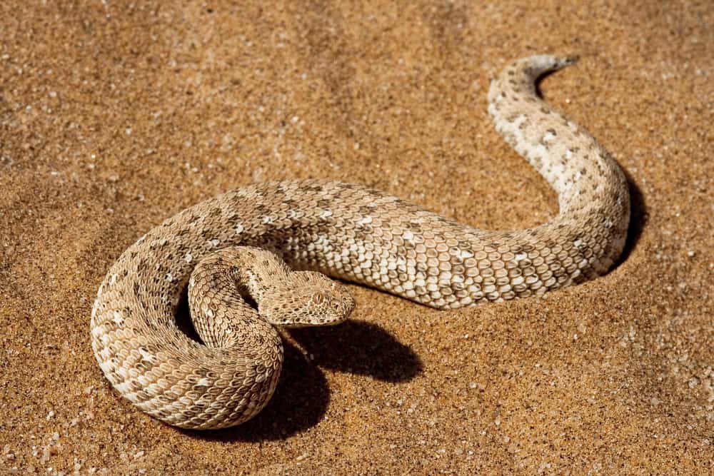 This is a Puff Adder viper on a desert sand landscape.