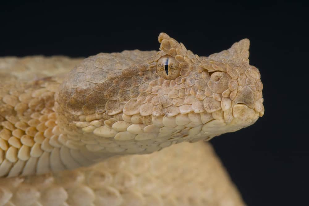 This is a close look at the head of a False Horned Viper.