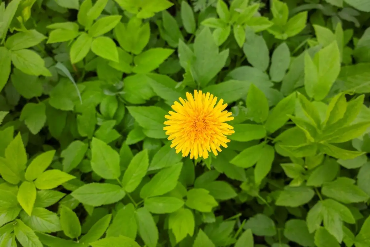 Photograped with moblie phone a spring dandelion weeds.