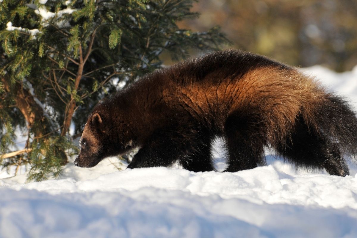 A big tough body design of a wolverine on a snowy field.