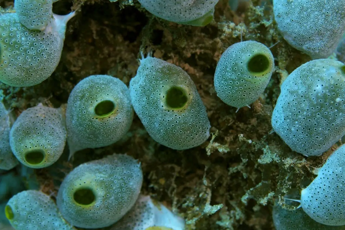 A group of sea squirts actively submerged on sea water.