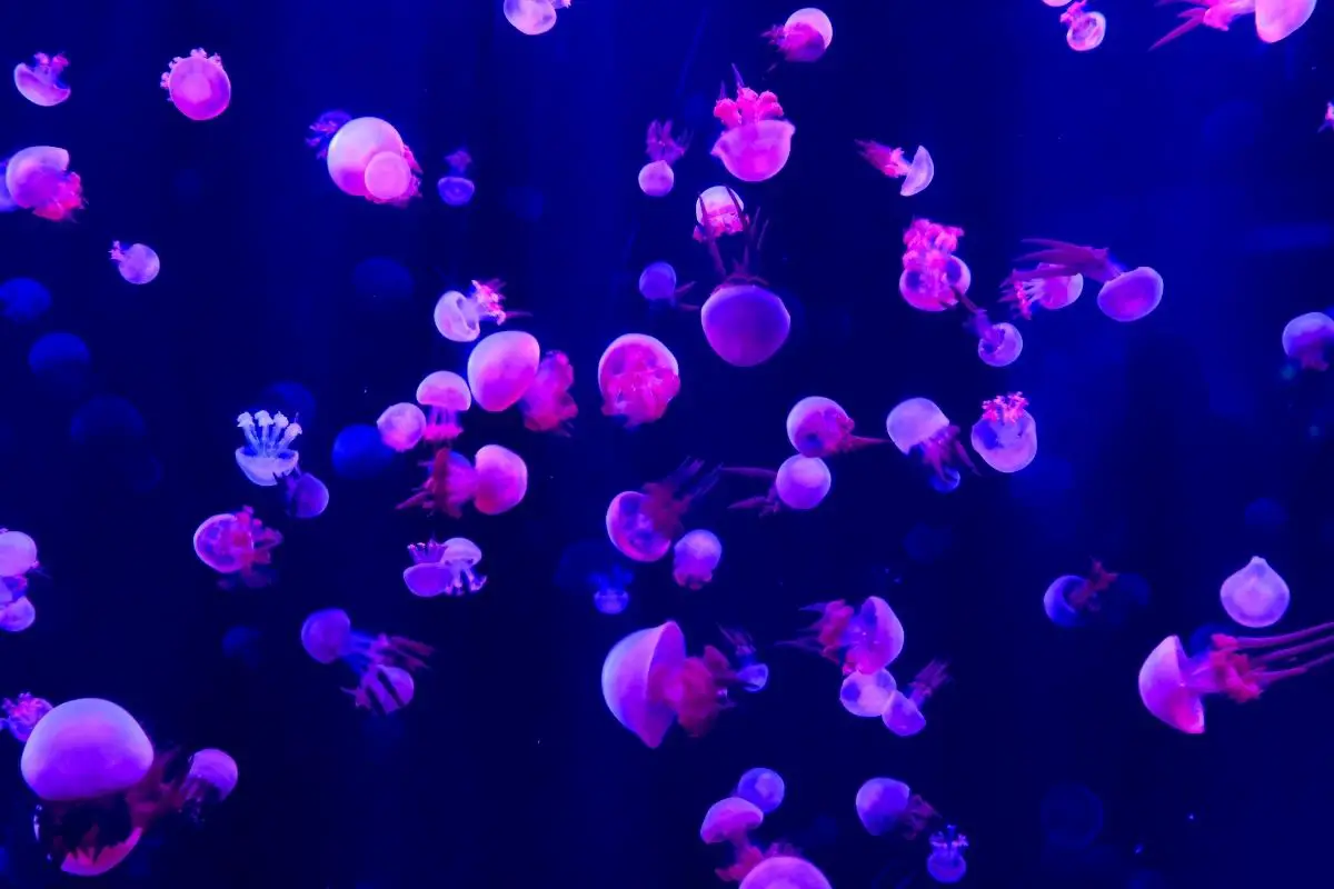 A stunning bioluminescence photo of group of jellyfish.