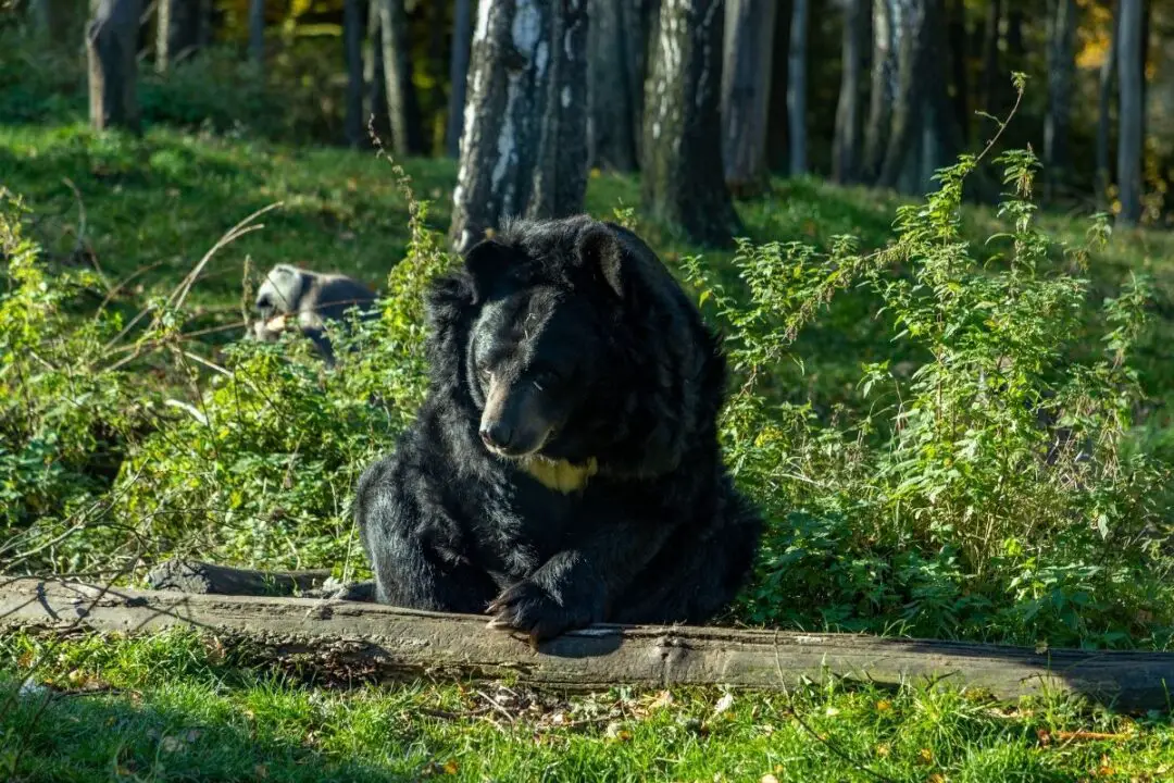 How Long Do Bears Hibernate? NatureNibble