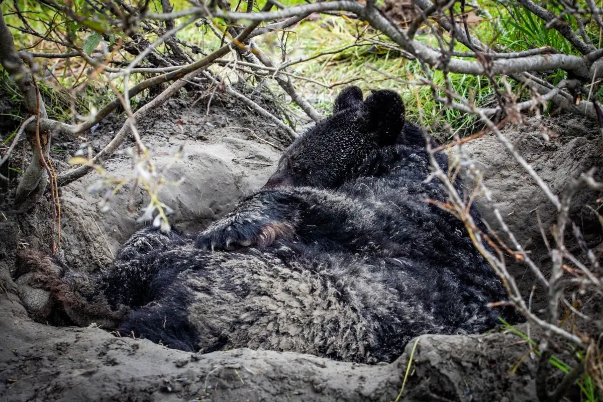 Black bear getting ready for hibernating.