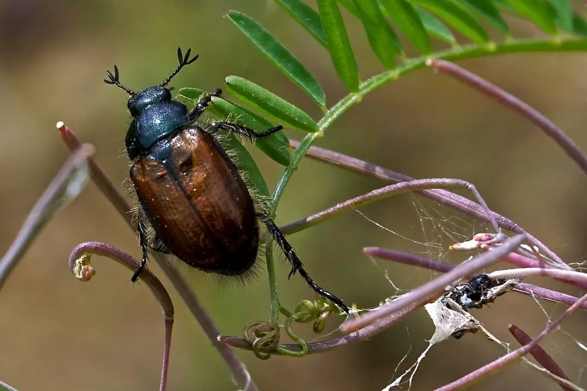 A high magnification photo of a beetle after trapping its prey.