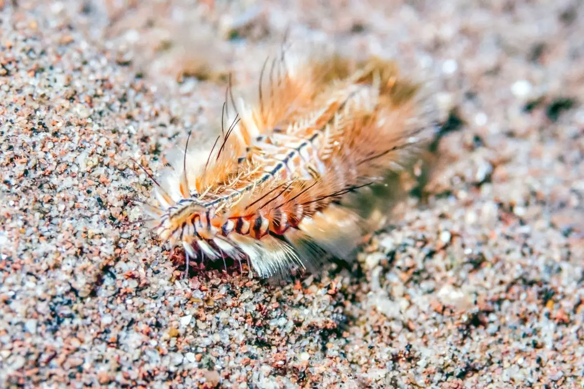 A amazing and spectacular bristle worm.