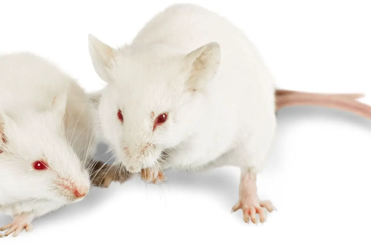 Two white loving mice in a white background.