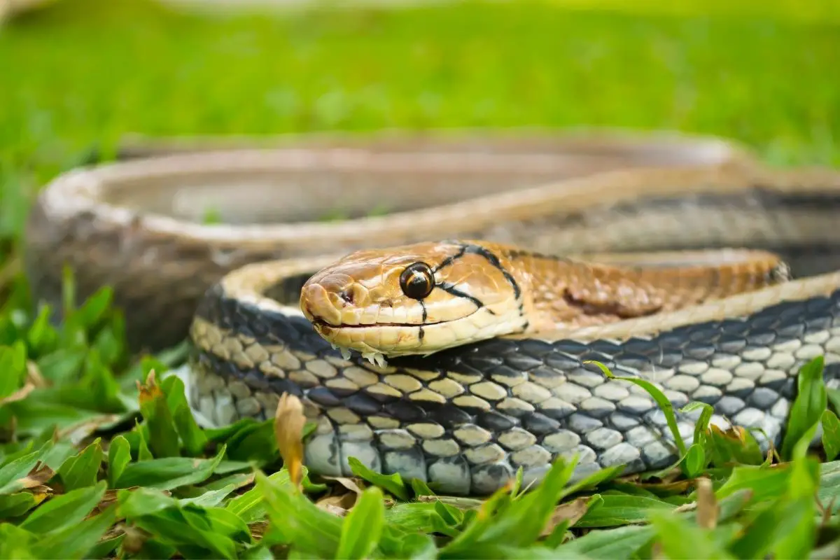 A macro shot of a snake venomous reptile.