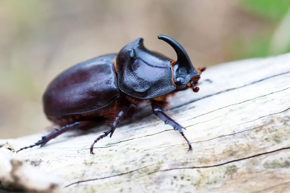 A macro shot of adult cholevine beetle.