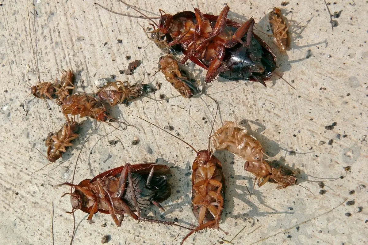 A dead cockroaches scattered on floor.